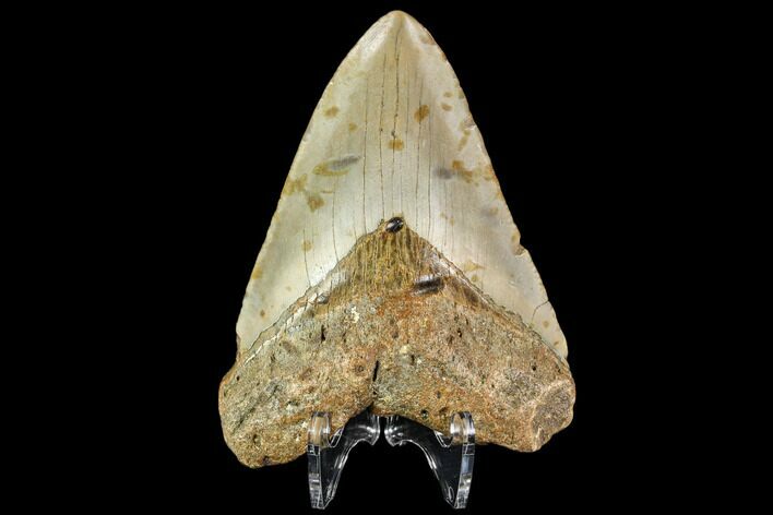 Fossil Megalodon Tooth - North Carolina #109839
